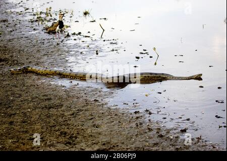 Green Anaconda, eunectes murinus, Adult entering Water, Los Lianos in Venezuela Stock Photo