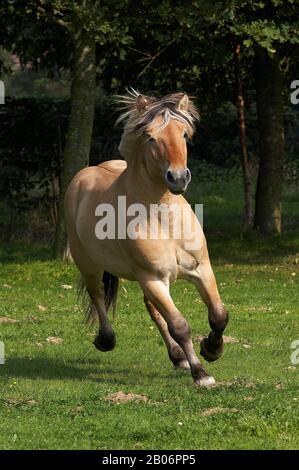 Norwegian Fjord Horse, Galloping in Paddock Stock Photo