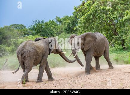 Two African elephant bulls face off in a dry river bed in the wilderness image in horizontal format Stock Photo