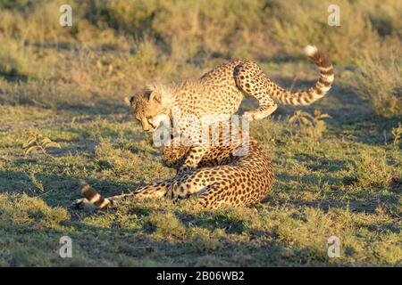 Cheetah (Acinonyx jubatus) mother with cub playing on savanna, Ngorongoro conservation area, Tanzania. Stock Photo