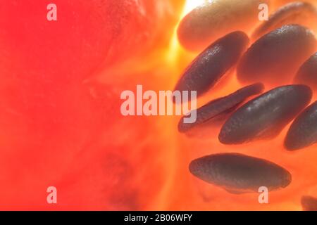 Abstract, close-up view of red pepper. Fresh, fruity background with enhanced texture, fibers and seeds. Stock Photo
