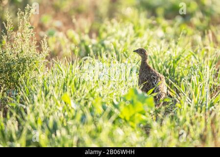 Pheasant juvenile between grass at dawn. Stock Photo