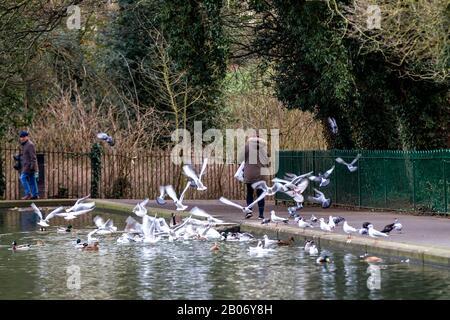 Abington Park, Northampton. 19th Feb 2020. UK Weather: A lady on her walk feeding the wild birds in Abington Park on a cold bright morning. Credit: Keith J Smith./Alamy Live News Stock Photo
