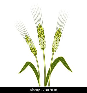 Wheat ears, Barley or Rye vector flat icon ,Shavuot consept Stock Vector