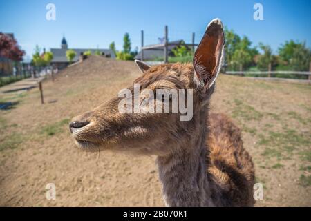 Close up of a Fallow Deer buck Dama dama in a ZOO. Fallow deer Dama hind looking at camera while grazing on a glade. ZOO Chleby, Czech republic. Sunny Stock Photo