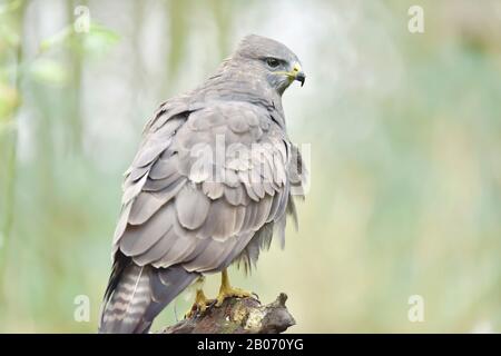 Buzzard perched on tree stump in forest. Stock Photo