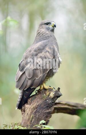 Buzzard perched on tree stump in forest. Stock Photo