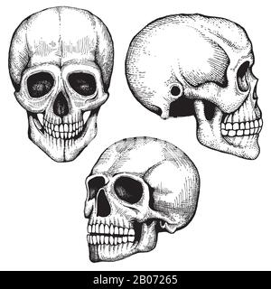 Hand drawn vector death scary human skulls collection. Skeleton head sketch with eyes and teeth Stock Vector