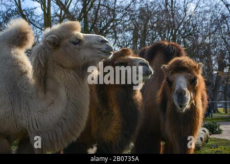 Three camels are in line. Camels at the zoo. named Wilhelma in the South of Germany Stock Photo