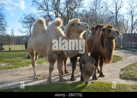 Three camels are in line. Camels at the zoo. named Wilhelma in the South of Germany Stock Photo