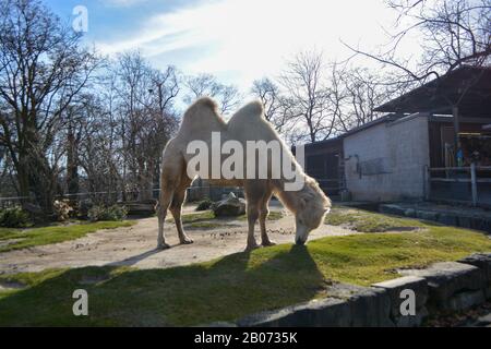 Three camels are in line. Camels at the zoo. named Wilhelma in the South of Germany Stock Photo