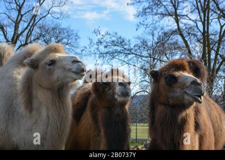 Three camels are in line. Camels at the zoo. named Wilhelma in the South of Germany Stock Photo