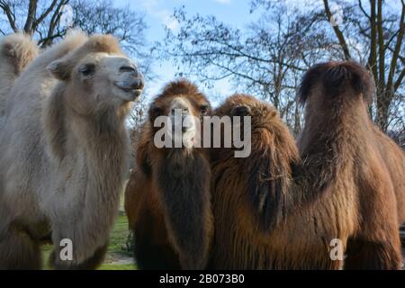 Three camels are in line. Camels at the zoo. named Wilhelma in the South of Germany Stock Photo