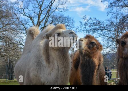 Three camels are in line. Camels at the zoo. named Wilhelma in the South of Germany Stock Photo