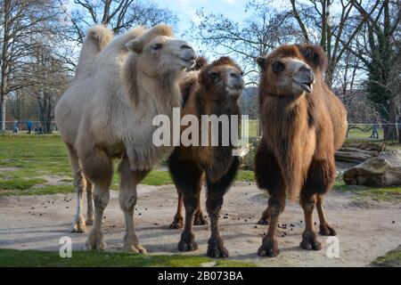 Three camels are in line. Camels at the zoo. named Wilhelma in the South of Germany Stock Photo