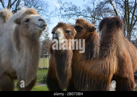 Three camels are in line. Camels at the zoo. named Wilhelma in the South of Germany Stock Photo