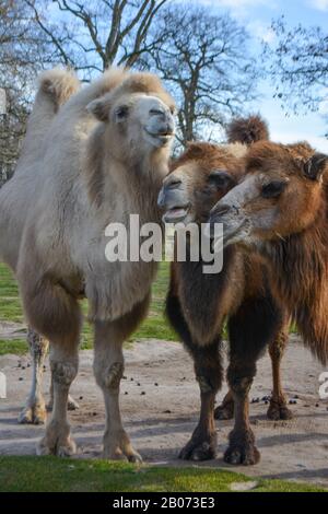 Three camels are in line. Camels at the zoo. named Wilhelma in the South of Germany Stock Photo