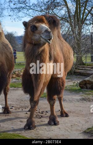 Three camels are in line. Camels at the zoo. named Wilhelma in the South of Germany Stock Photo