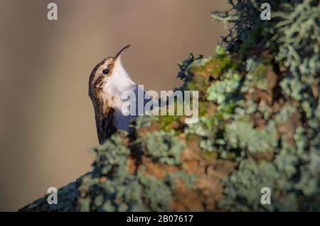 Treecreeper, Certhia familiaris, Peering Above A Branch Whilst Searching For Food In The Lichen. Taken at Stanpit Marsh Christchurch UK Stock Photo