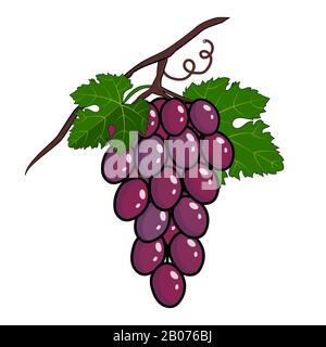 Purple Grapes Illustration - Bunch of purple grapes with stem and leaf isolated on white background Stock Vector
