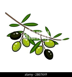 Black and green olives on a branch. Stock Vector