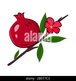 Pomegranate branch with fruit, flower with leaves isolated on a white background Stock Vector
