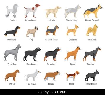 Dogs breed vector flat icons set. Pets animal, labrador and siberian husky, dachshund and yorkshire terrier illustration Stock Vector