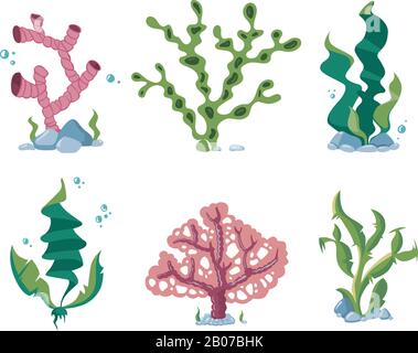 Underwater seaweeds, aqua kelp, ocean and aquarium plants vector set. Aquatic nature kelp life illustration Stock Vector