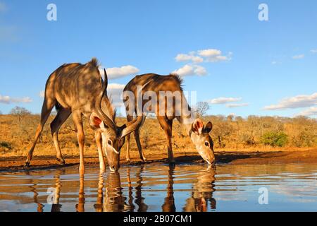 greater kudu (Tragelaphus strepsiceros), drinking pair at the water hole, side view, South Africa, KwaZulu-Natal, Zimanga Game Reserve Stock Photo