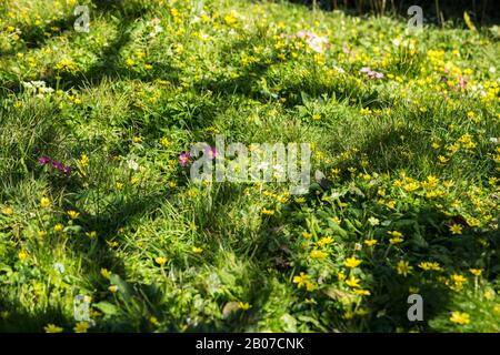 Spring wild flowers of primroses and celandines growing tin the churchyard of St Gennys church near Crackington Haven, Cornwall, England Stock Photo