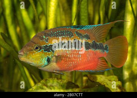Salvin's Cichlid, Yellow Belly (Cichlasoma salvini, Nandopsis salvini), male in spawning coloration Stock Photo
