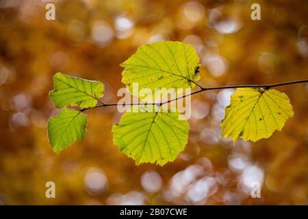 hazelnut (Corylus avellana), branch with autumn leaves, Germany, North Rhine-Westphalia Stock Photo