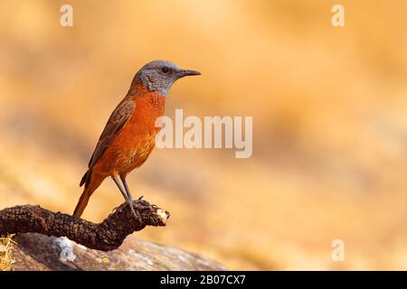 Cape rock thrush (Monticola rupestris), male on a branch, South Africa, Giants Castle Game Reserve Stock Photo