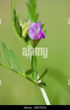 Common vetch (Vicia angustifolia ssp. segetalis, Vicia segetalis), blooming, Germany Stock Photo