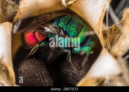 common gold wasp, ruby-tail, ruby-tailed wasp (Chrysis ignita, Chrysis longula ,Chrysis ignita var. longula, Tetrachrysis ignita var. longula), sleeping in a corn-cockle seed vessel, side view, Germany Stock Photo
