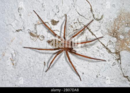 giant European house spider, giant house spider, larger house spider, cobweb spider (Tegenaria gigantea, Tegenaria atrica, Eratigena atrica), at the wall, Germany