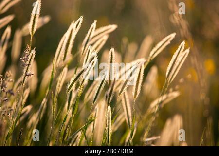 meadow barley (Hordeum secalinum), blooming in backlight, Belgium, East Flanders, Drongen, Keuzemeersen Stock Photo