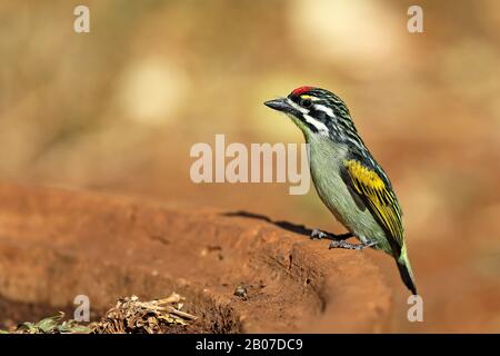 red-fronted tinkerbird (Pogoniulus pusillus), sitting at feeding place, South Africa, Kwazulu-Natal, Mkhuze Game Reserve Stock Photo