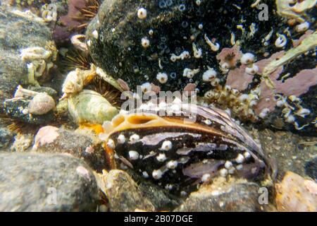 Horse mussel, Northern horsemussel (Modiolus modiolus, Modiola gigantea), on sea bottom, Norway, Troms Stock Photo