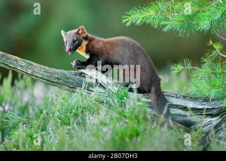 European pine marten (Martes martes), female, Switzerland Stock Photo