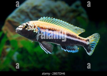 Golden mbuna, Auratus cichlid, Malawi golden cichlid (Melanochromis auratus, Pseudotropheus auratus), swimming Stock Photo