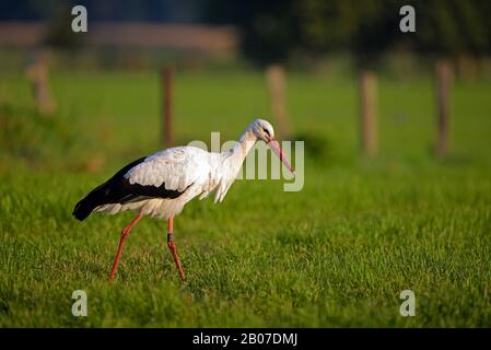 white stork (Ciconia ciconia), adult on the feed, Germany, North Rhine-Westphalia, NSG Dingdener Heide Stock Photo
