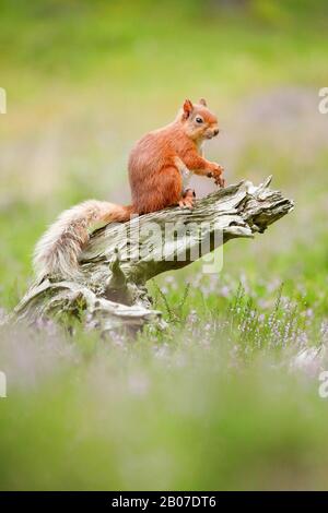 European red squirrel, Eurasian red squirrel (Sciurus vulgaris), sits on a  tree snag, Switzerland Stock Photo