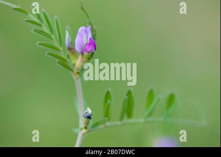 Common vetch (Vicia angustifolia ssp. segetalis, Vicia segetalis), blooming, Germany Stock Photo