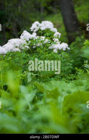 Greater meadow-rue, Columbine meadow-rue, French meadow-rue (Thalictrum aquilegiifolium), blooming, Austria, Voralberg, Kleinwalsertal Stock Photo