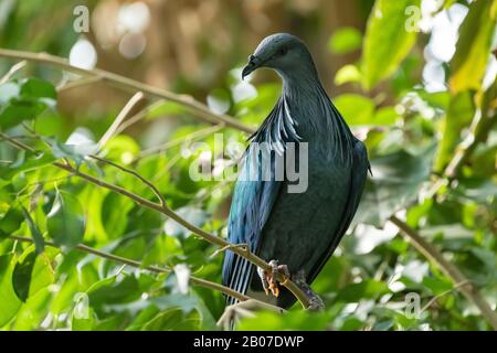 nicobar pigeon (Caloenas nicobarica), perching on a branch on a tree Stock Photo