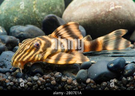 Golden Stripe (Panaqolus spec.,), on stones under water Stock Photo