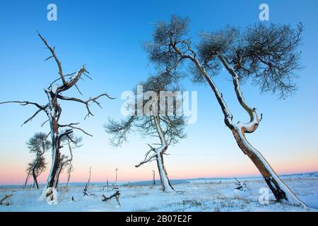Scotch pine, Scots pine (Pinus sylvestris), dead trees after a fire in the moorland, Belgium, Ardennes, Noir Flohay, Hoge Venen Stock Photo