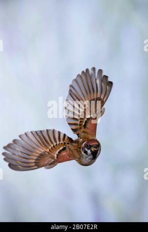 Eurasian tree sparrow (Passer montanus), in flight, Germany Stock Photo