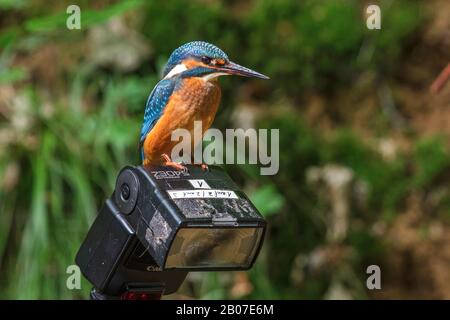 river kingfisher (Alcedo atthis), young kingfisher sits on a flash unit of a camera, Germany Stock Photo